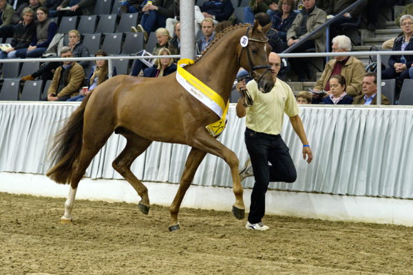 Ehrenhengste und longerigung
keywords faderhingst og katalognr (eks h00-14)